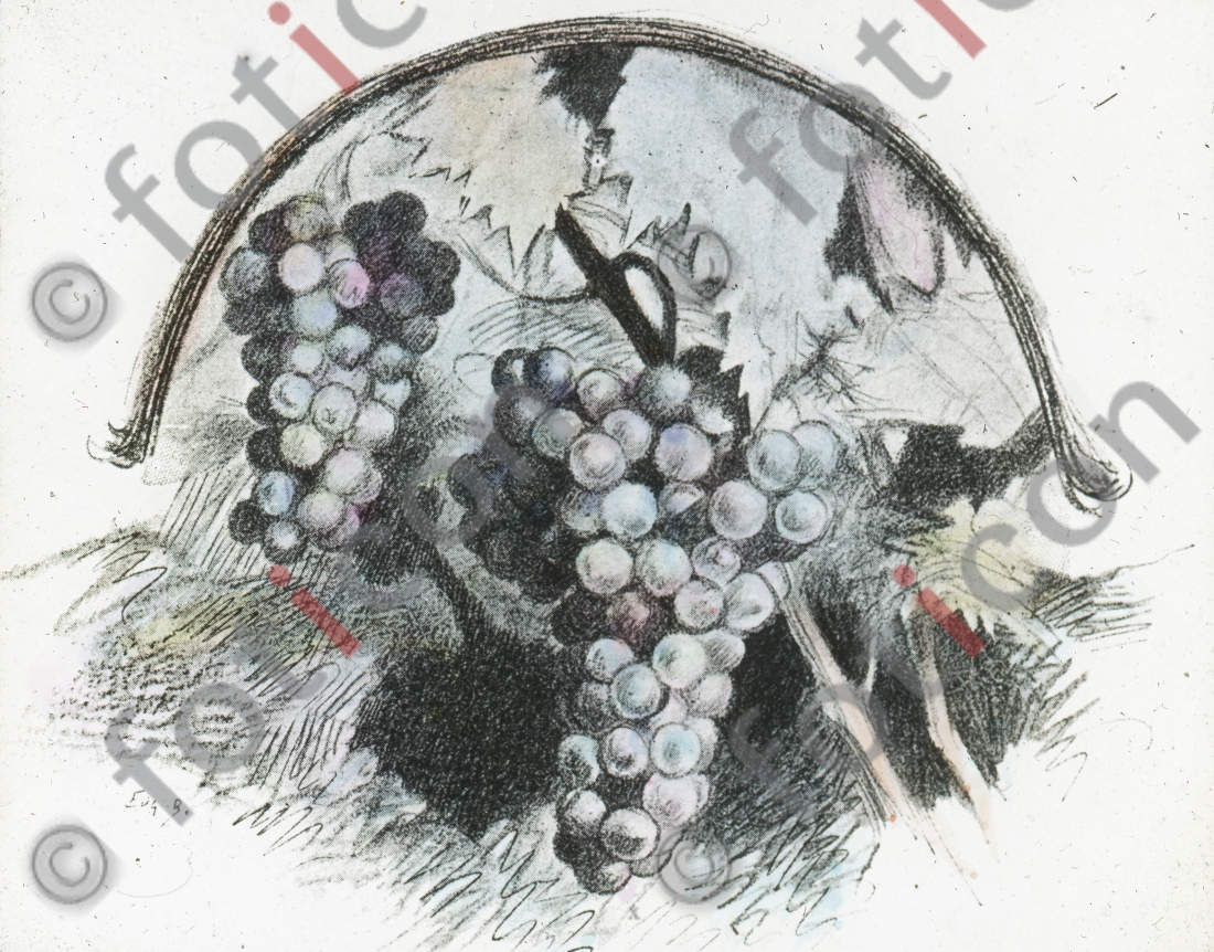 Gleichnis vom Weinstock und den Reben | Parable of the vine and the branches (foticon-simon-132069.jpg)